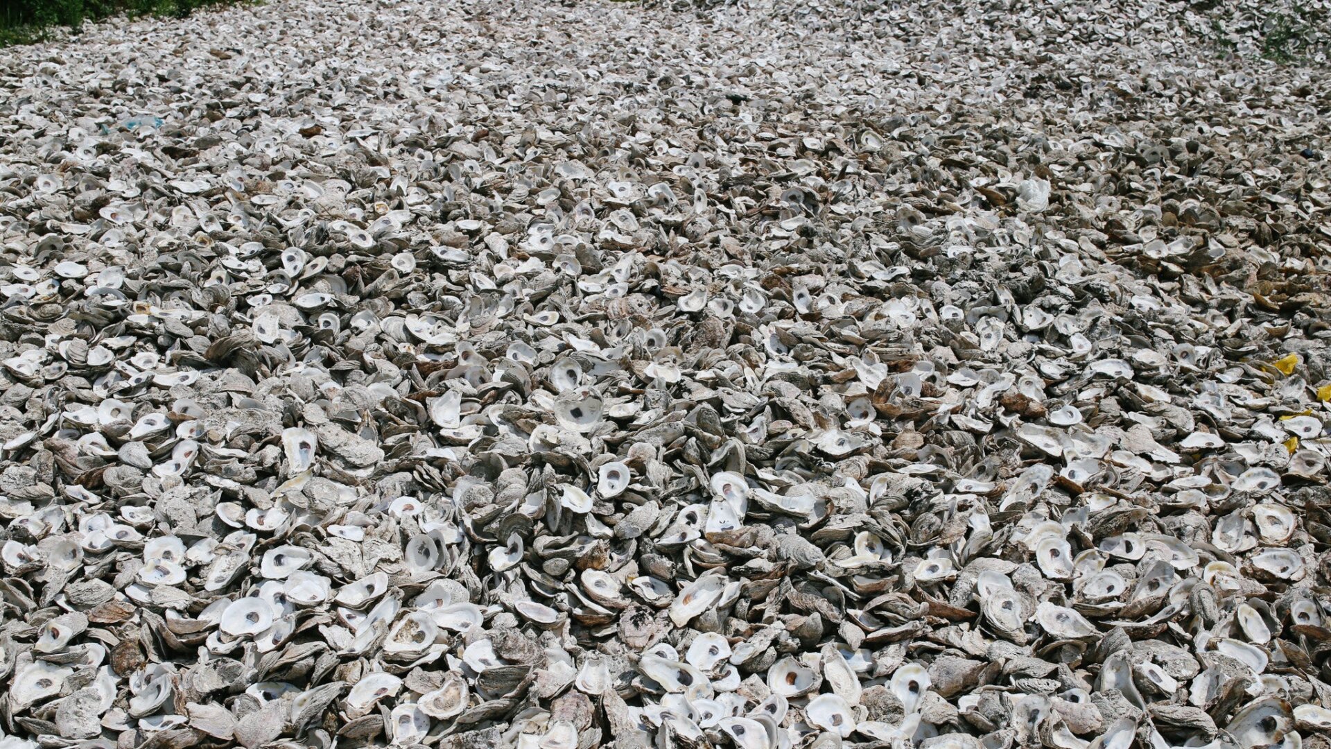 Recycled shells at one of the foundation’s curing sites.