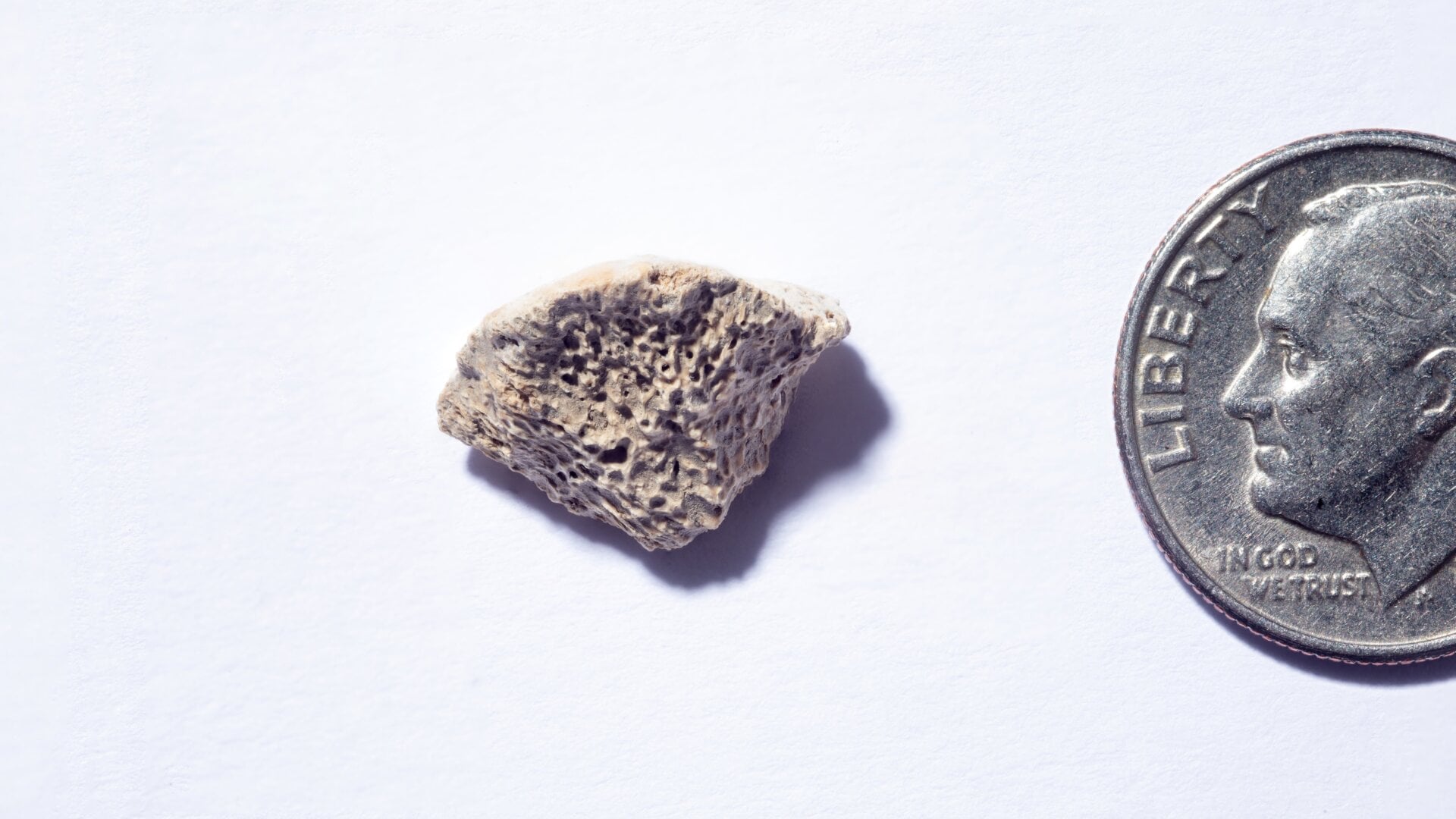 The canine bone fragment, found in Southeast Alaska.
