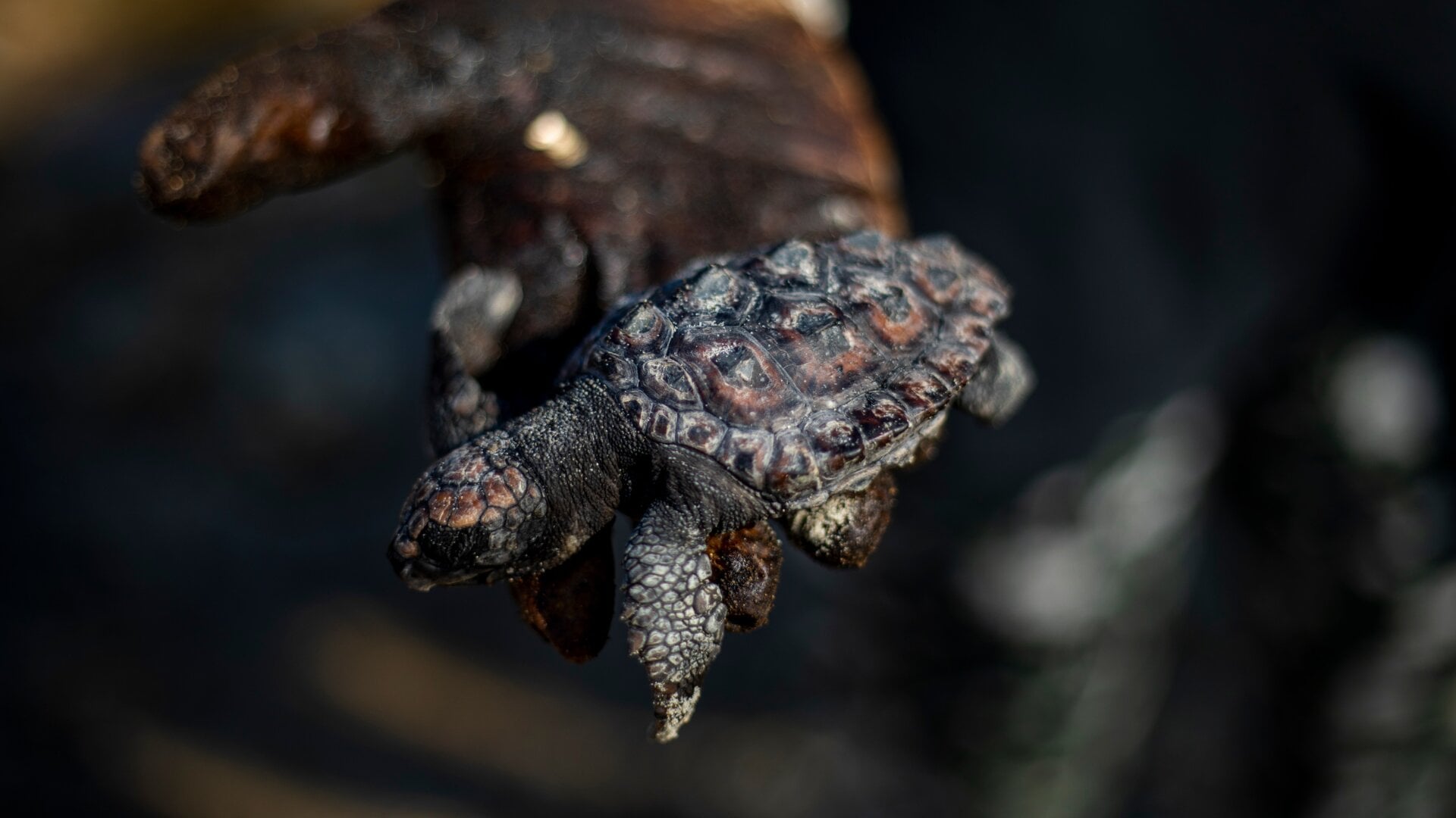 A woman holds a dead sea turtle covered in tar from an oil spill in the Mediterranean Sea.