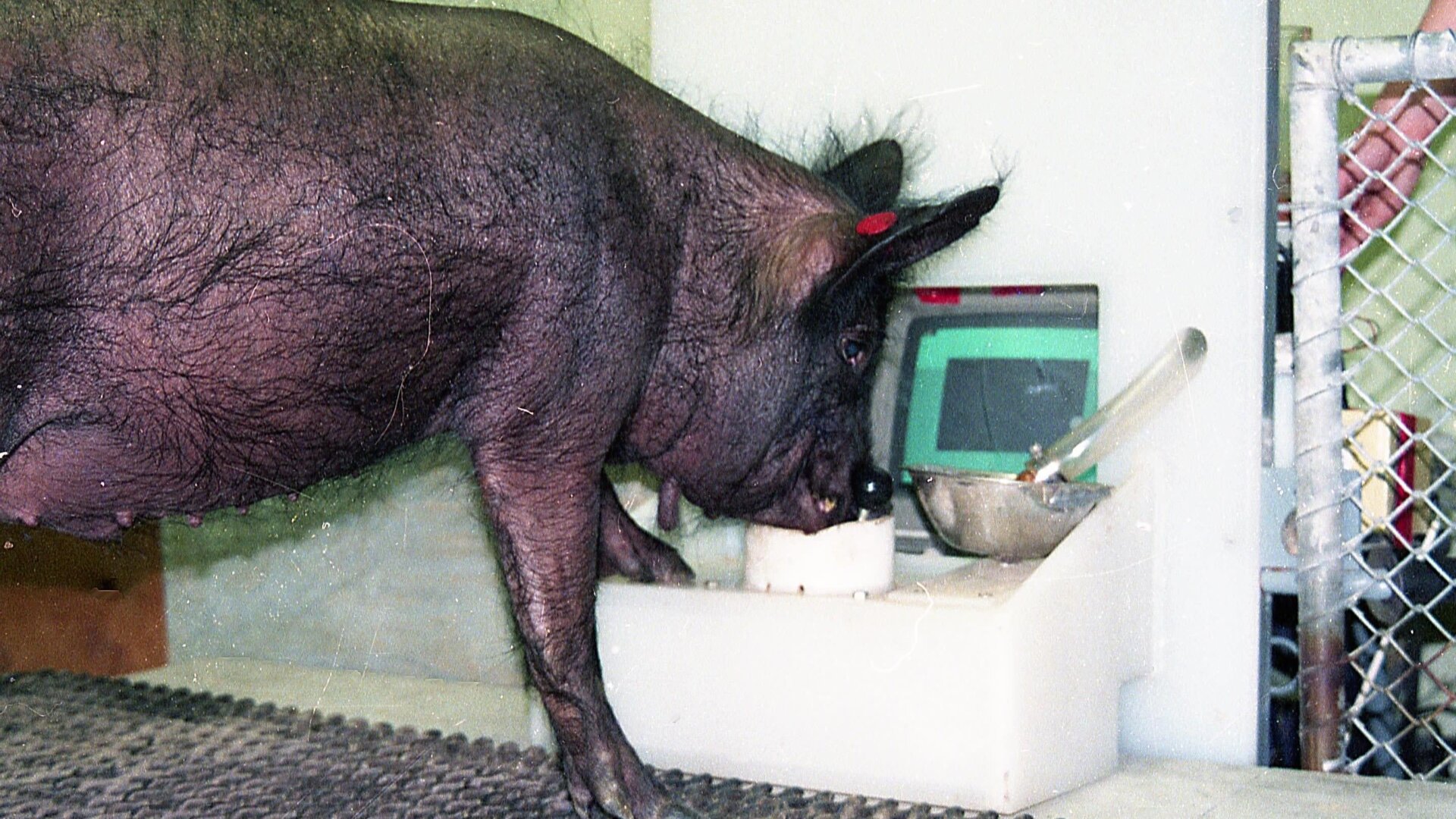 “Ebony” working the joystick with their snout.