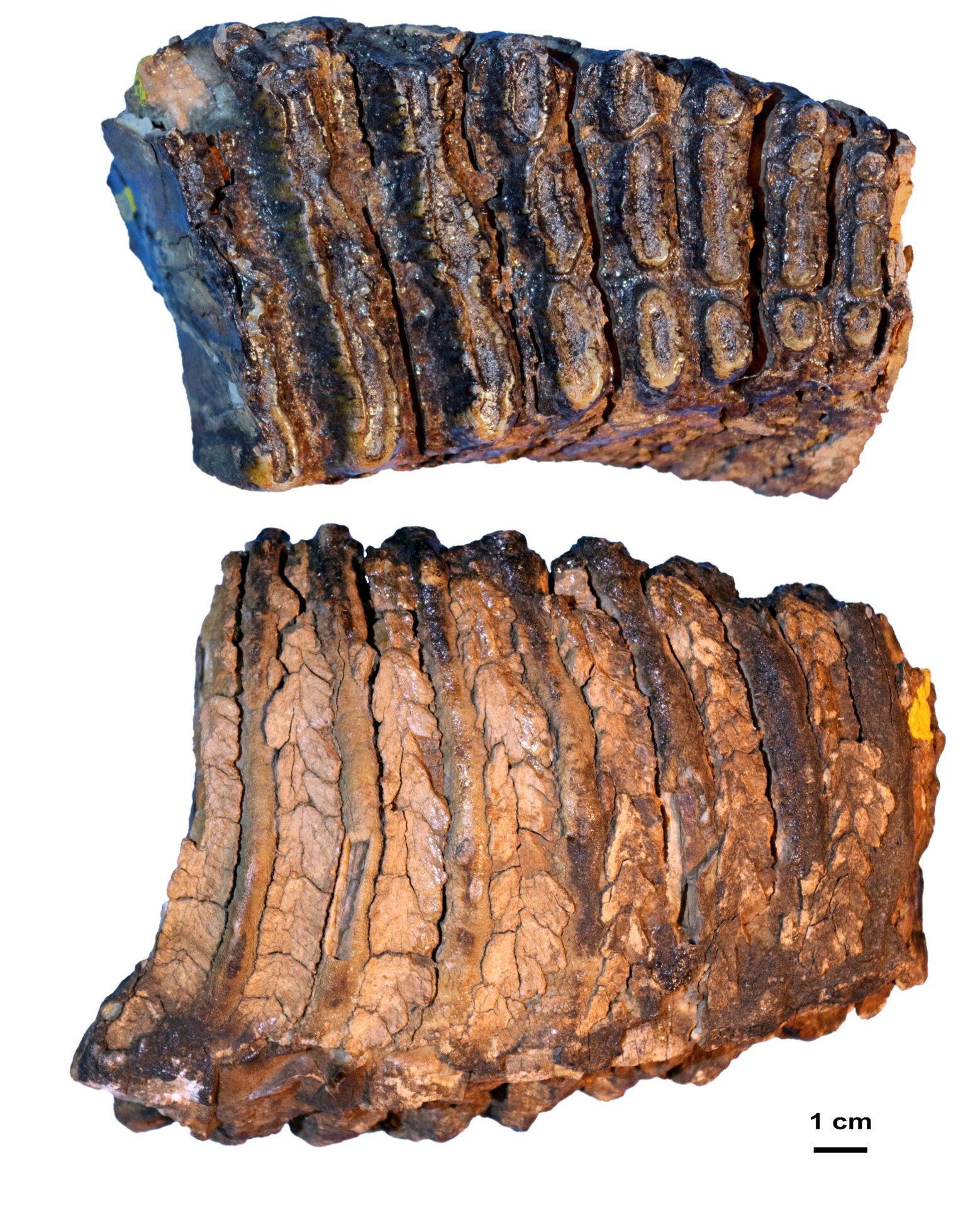 Adycha molar specimen, approximately 1 million to 1.2 million years old.
