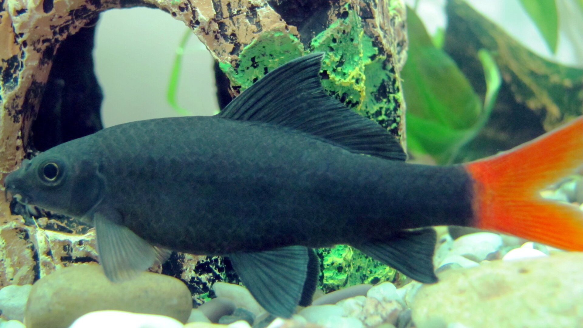 JUST LOOK AT THIS THING IT’S SO CUTE