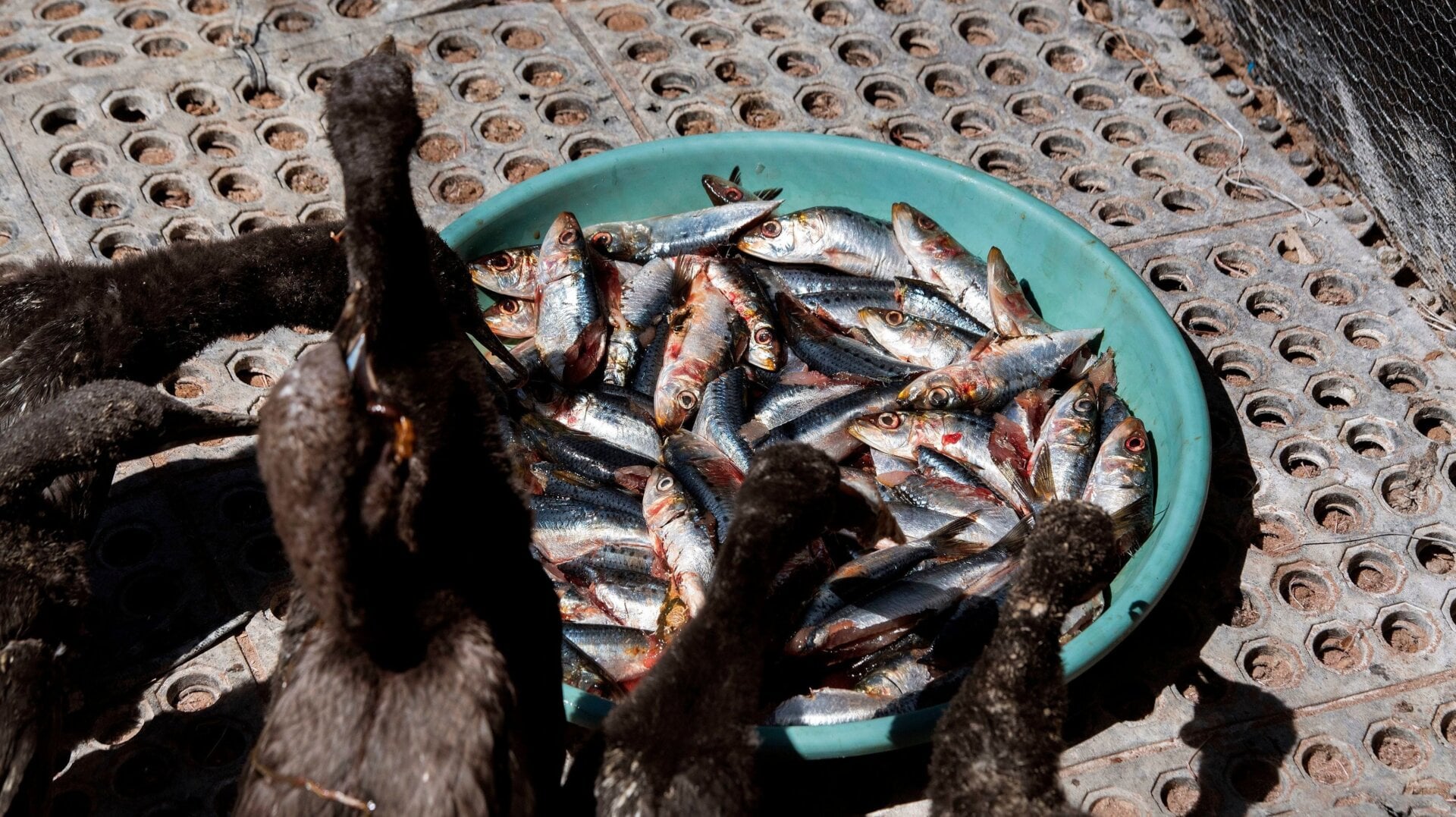 Cape cormorant chicks eat their lunch of sardines at the Southern African Foundation for the Conservation of Coastal Birds.