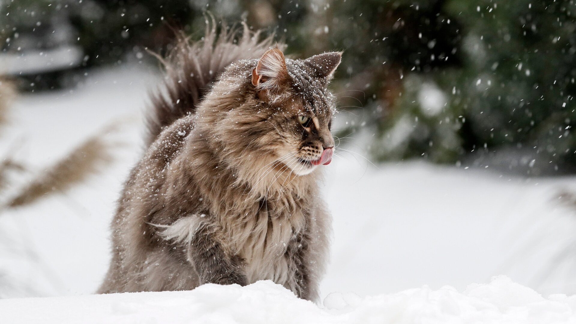 A photo of Maine Coon cat Loui outside a garden in Gelsenkirchen, Germany, taken Feb. 7, 2021