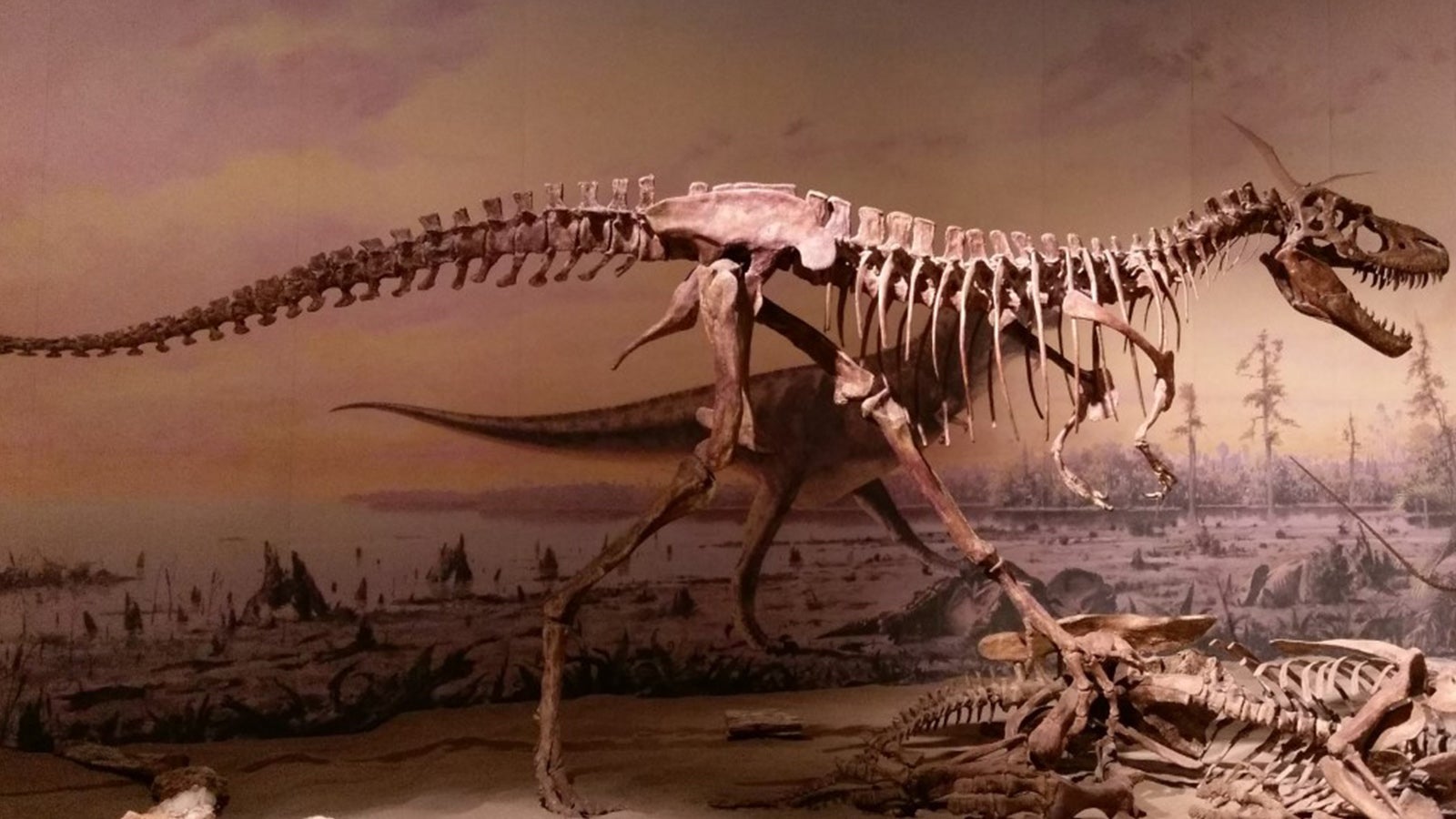T. rex fossil.