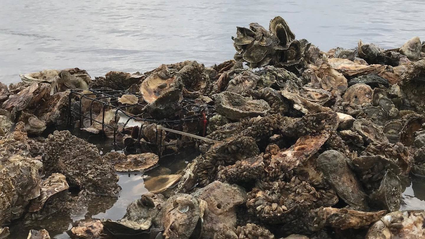 Recycled oyster shells that started their life at waterfront homes around Galveston Bay through Galveston Bay Foundation’s Oyster Gardening Program are returned to an oyster reef in Galveston, Texas with newly grown oysters.
