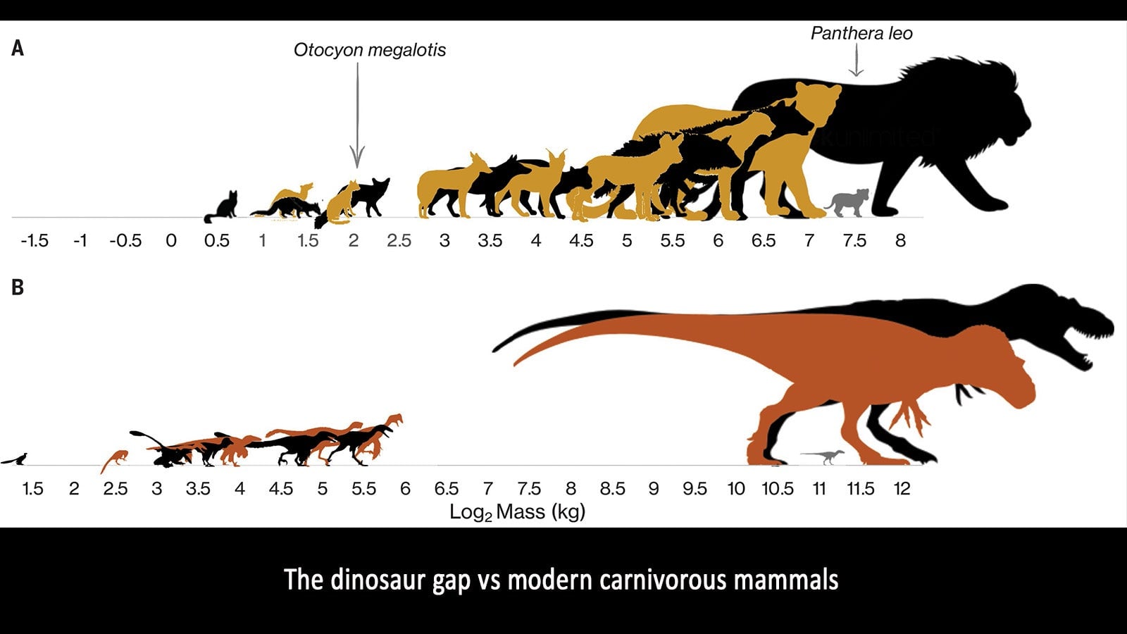Infographic showing the size distribution among meat-eating mammals and dinosaurs, with a glaring gap among mid-sized dinosaurs. 