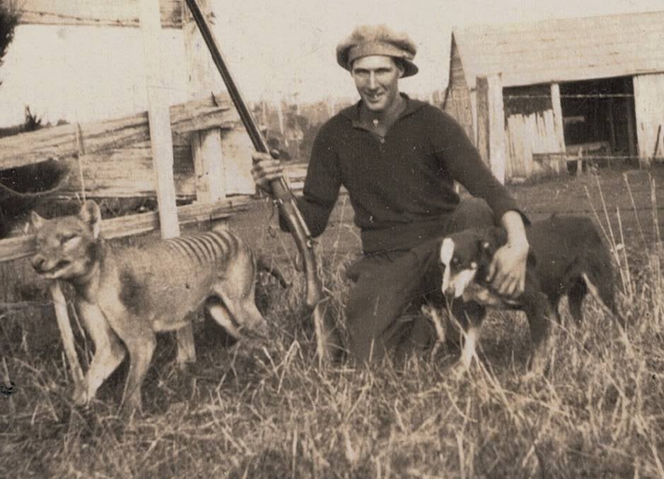 Wilfred Batty posing with the last thylacine known to have been shot in the wild, 1930.