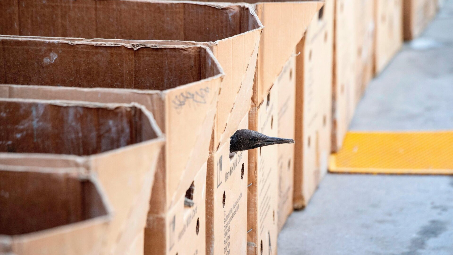 A Cape cormorant chick sticks its beak out of a box at the Southern African Foundation for the Conservation of Coastal Birds.