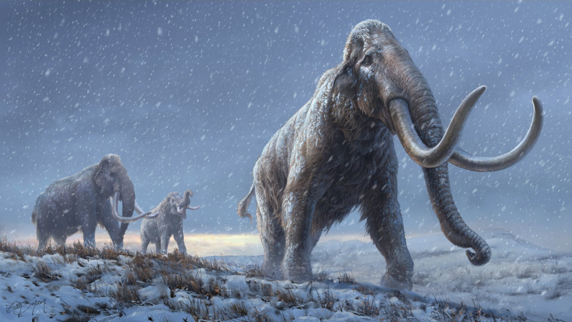 An artist’s conception of the steppe mammoths that preceded woolly mammoths. The illustration was created with insights from the new genetic data.