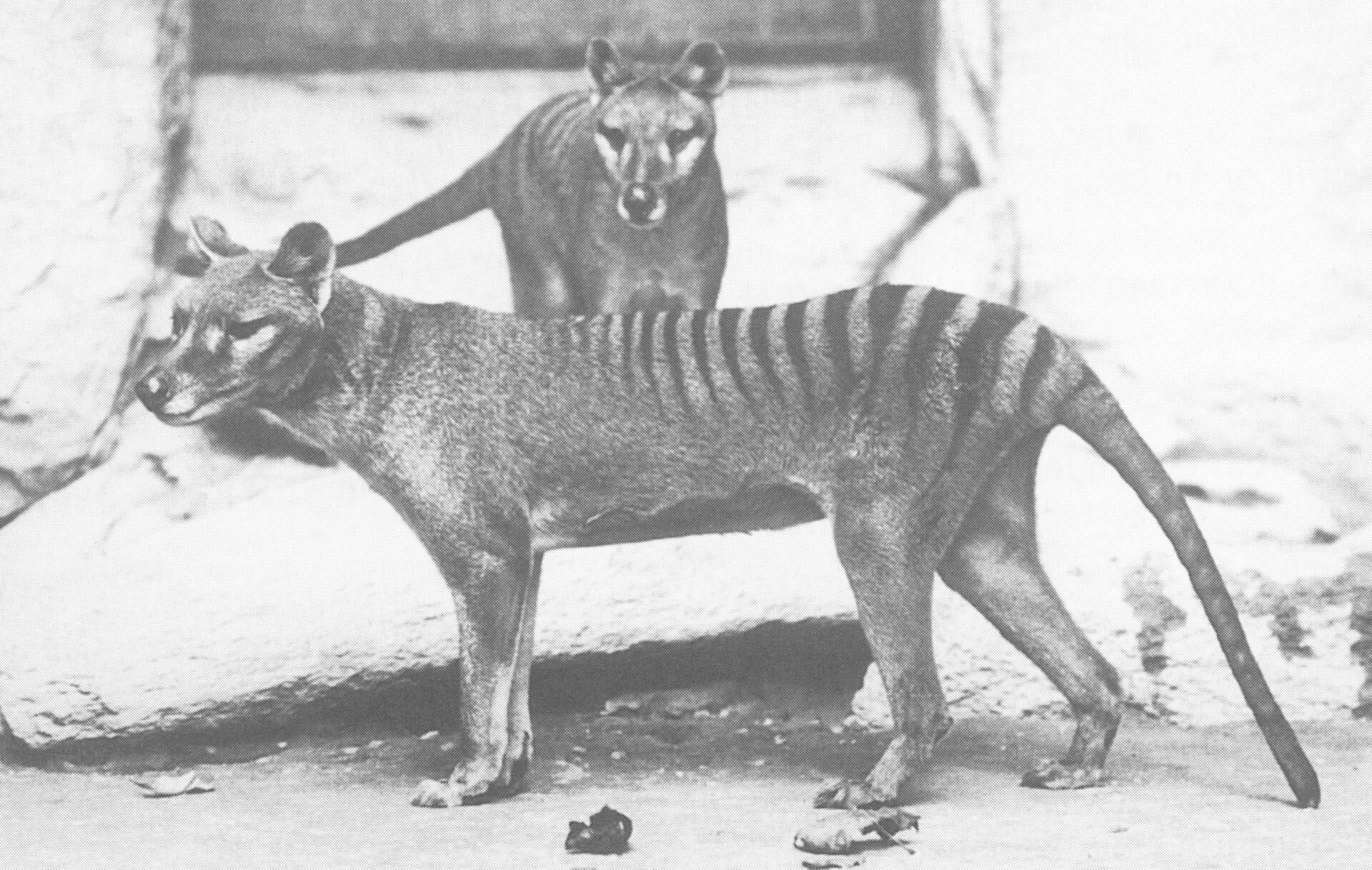 A male and female thylacine at the National Zoo in Washington D.C., 1902. 
