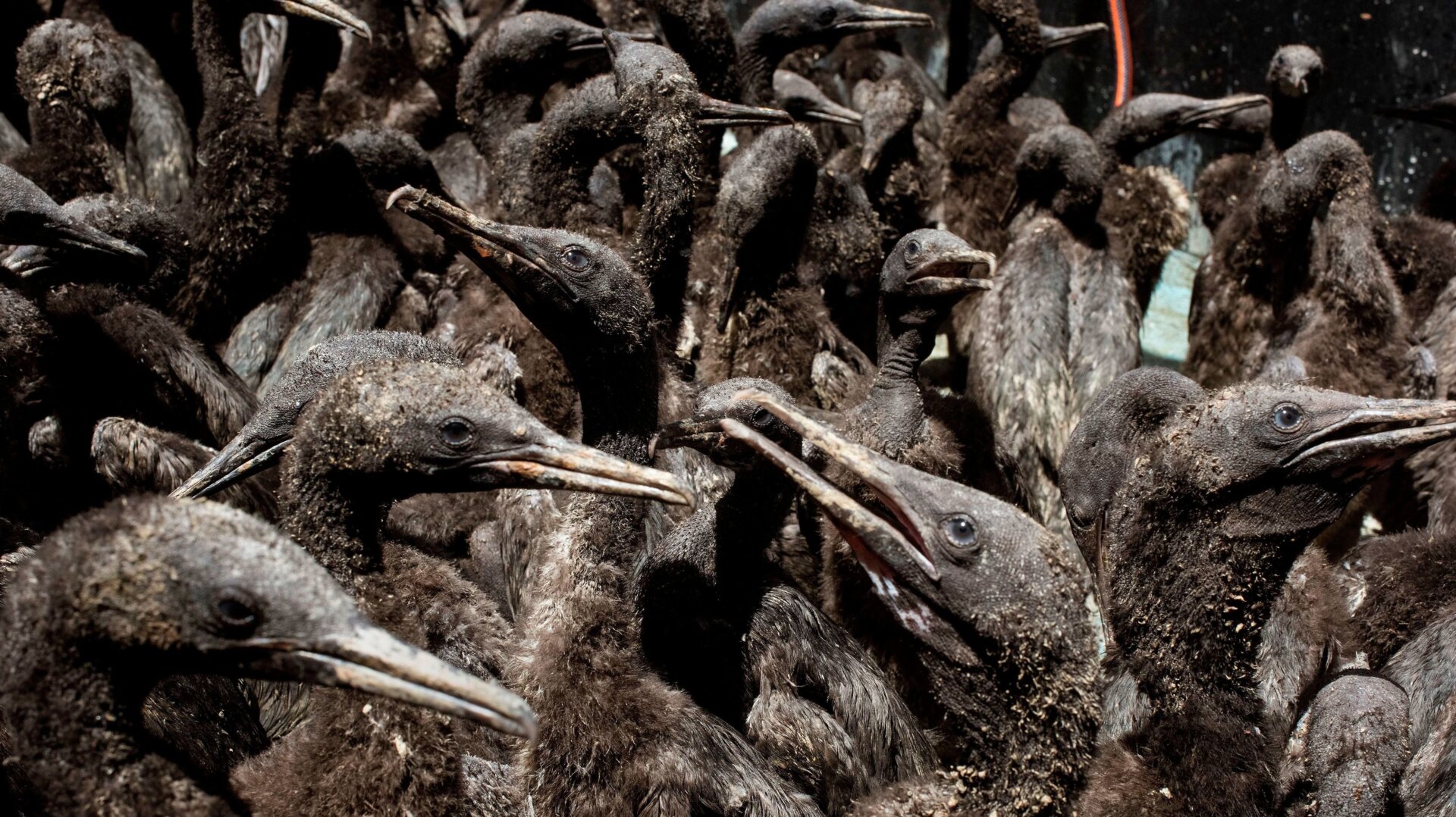 The foundation is taking care of nearly 1,200 Cape cormorant chicks.
