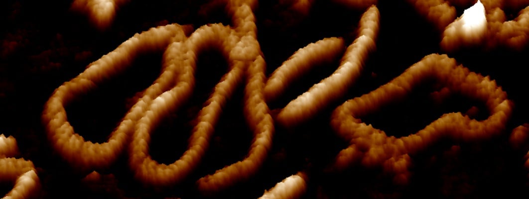 Atomic force microscopy image of a DNA molecule.