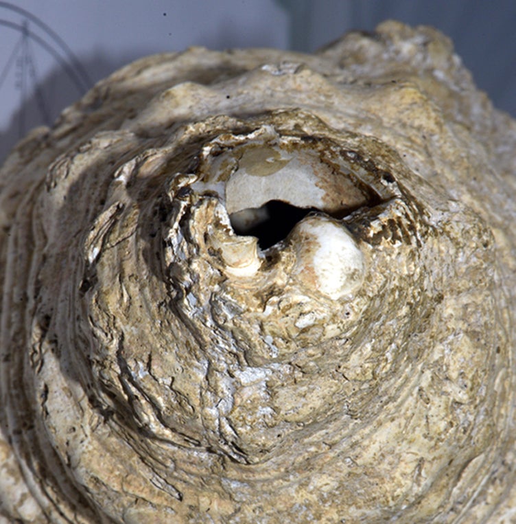 The shell’s tip has been hacked off to permit air to move through it.