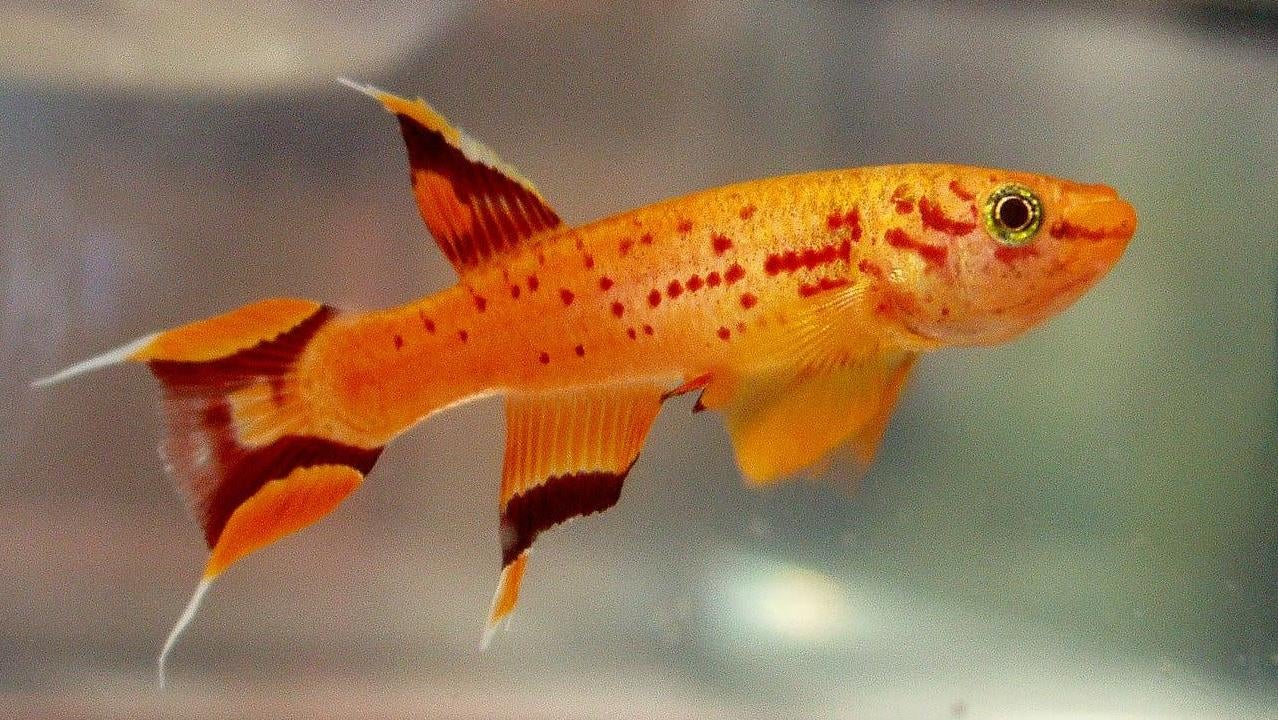 Brother can I share the good news? It’s that Aphyosemion australe is a thing.