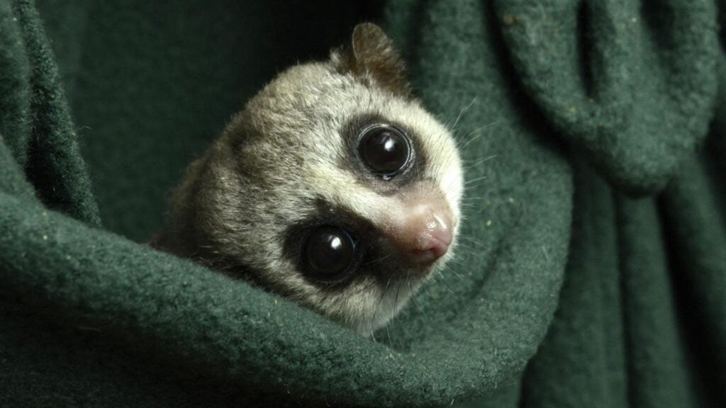 Photo: David Haring, Duke Lemur Center