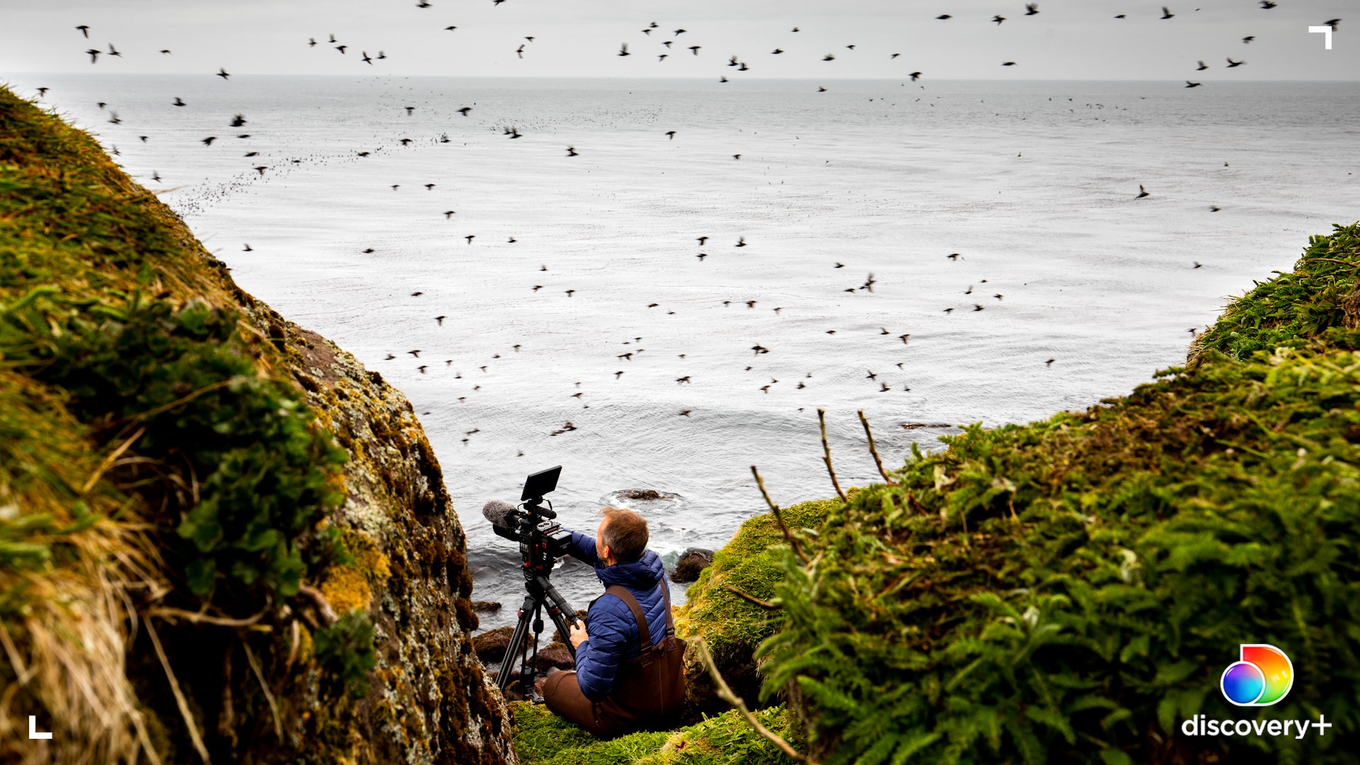 Ian Shive documents seabirds.