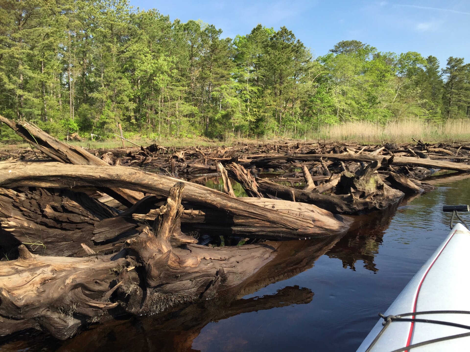 A ghost forest along the Mullica River watershed in New Jersey