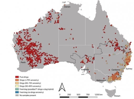 Graphic showing the distribution of wild Australian canines according to genetic ancestry. 