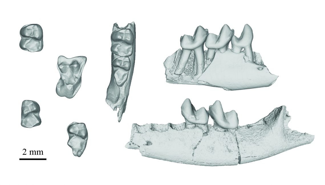 High-resolution CT scans of teeth and jawbones belonging to Purgatorius. 