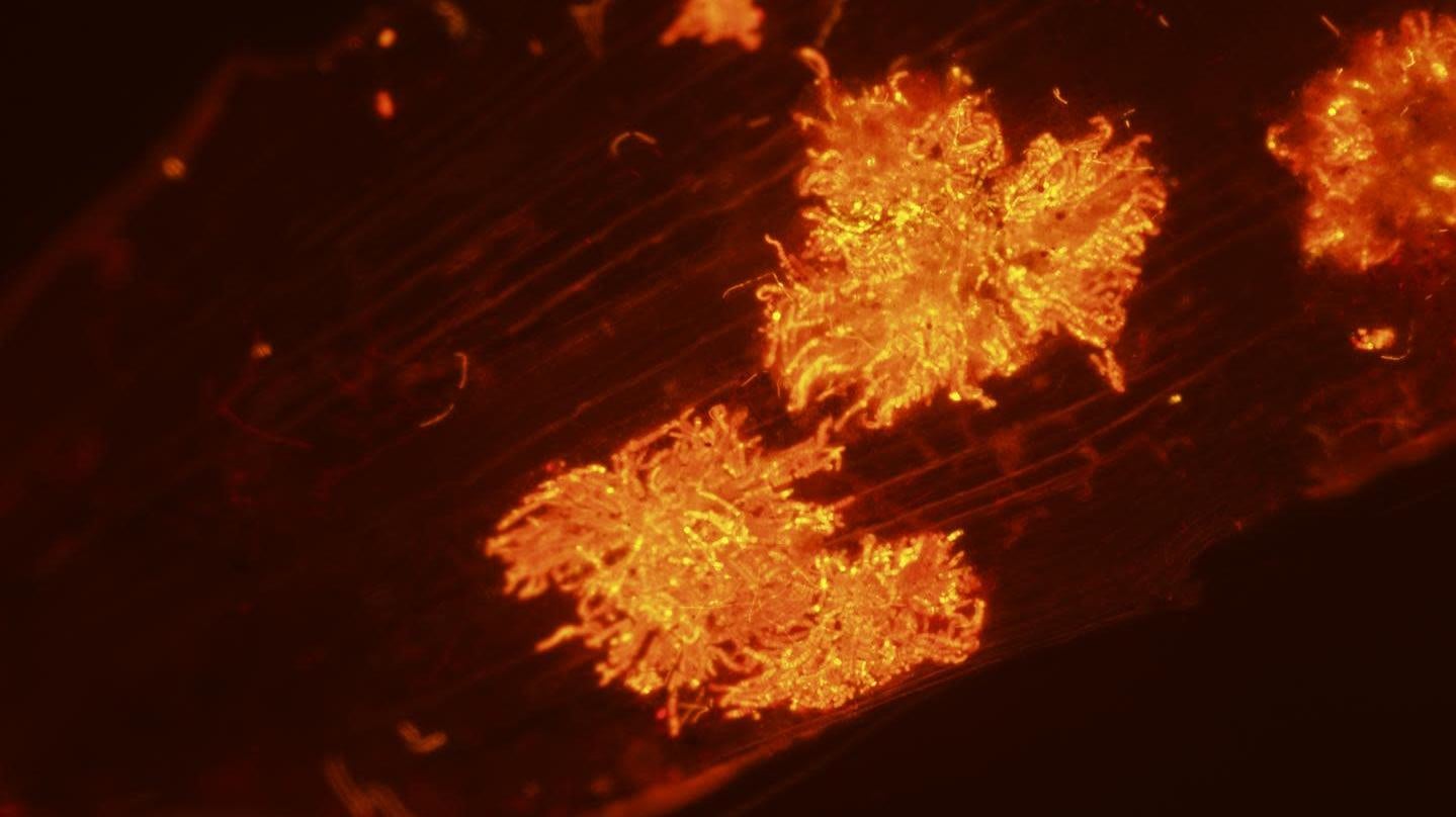 Bacterial colonies of the cyanobacterium Aetokthonos hydrillicola growing on a leaf of the invasive aquatic plant Hydrilla verticillata.