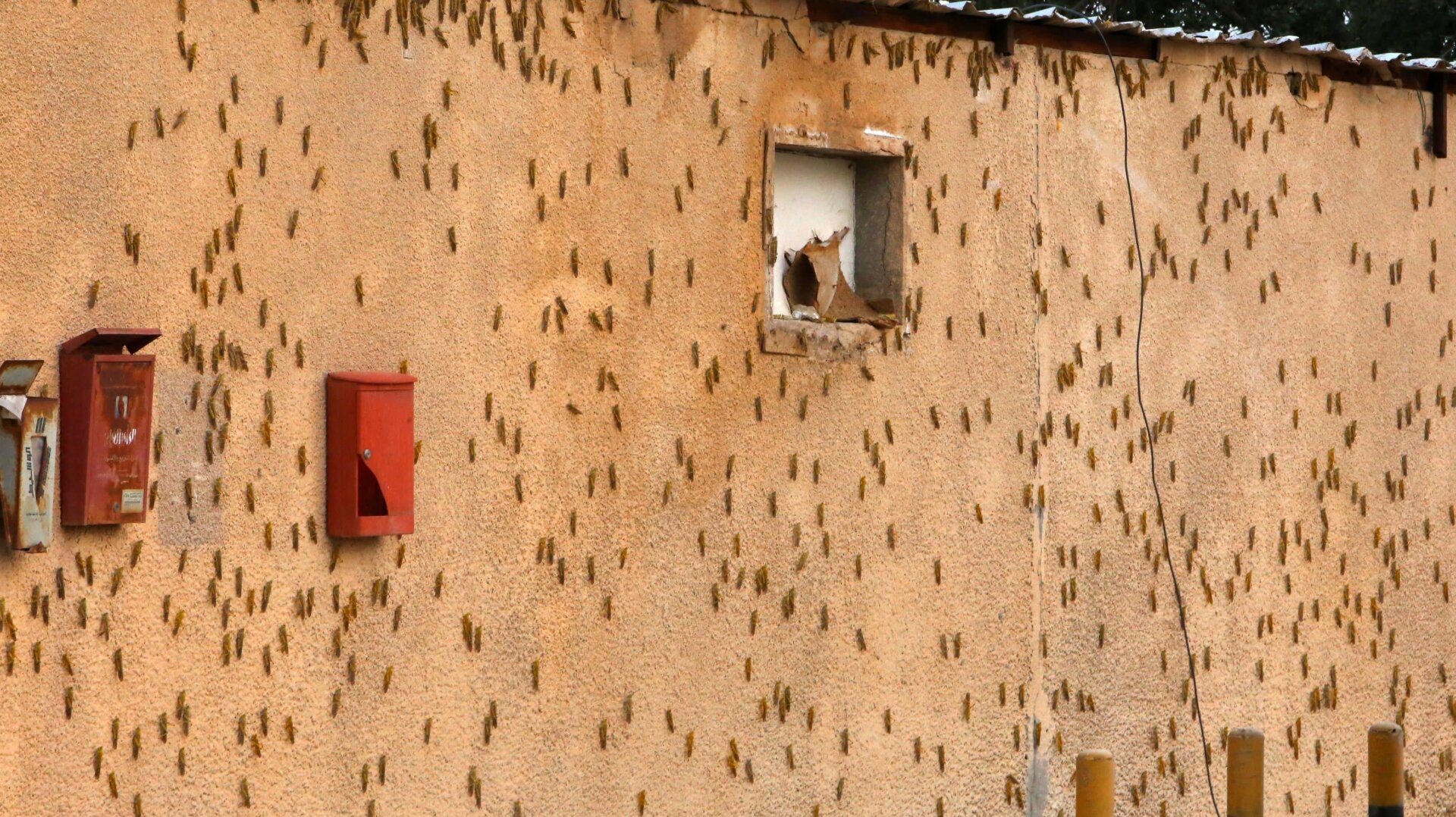 The wall of a building is covered with a swarm of desert locusts that were blown to Kuwait City by strong winds, on March 24, 2021.