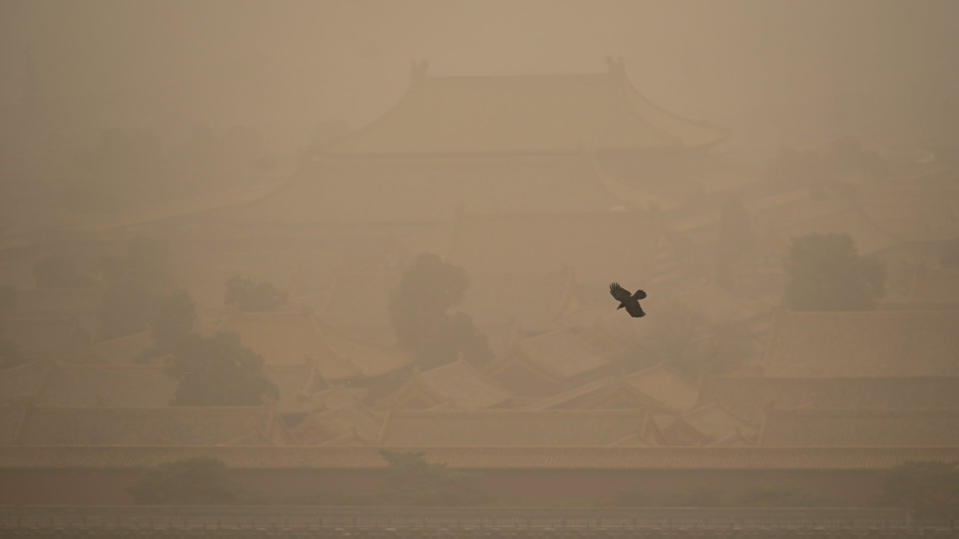 A crow flies over the Forbidden City during a sandstorm in Beijing on March 15, 2021.