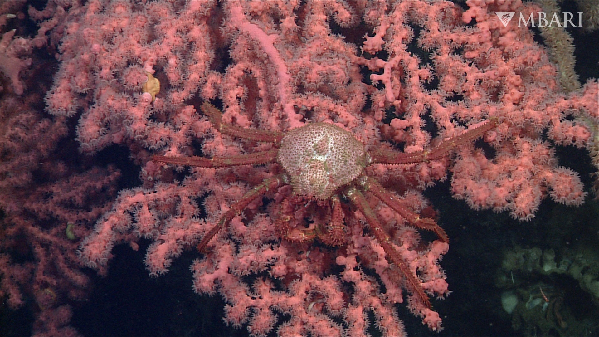 A deep-sea crab sits atop a bubblegum coral on Sur Ridge.
