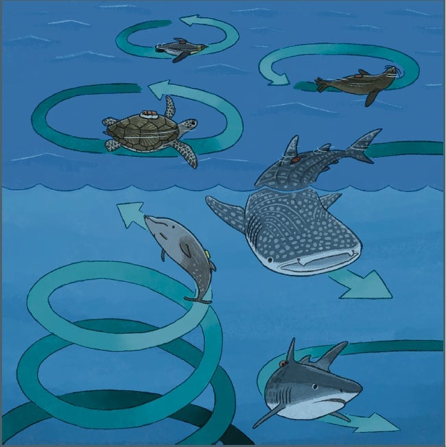 An illustration of how different marine animals circle, based on the study’s findings