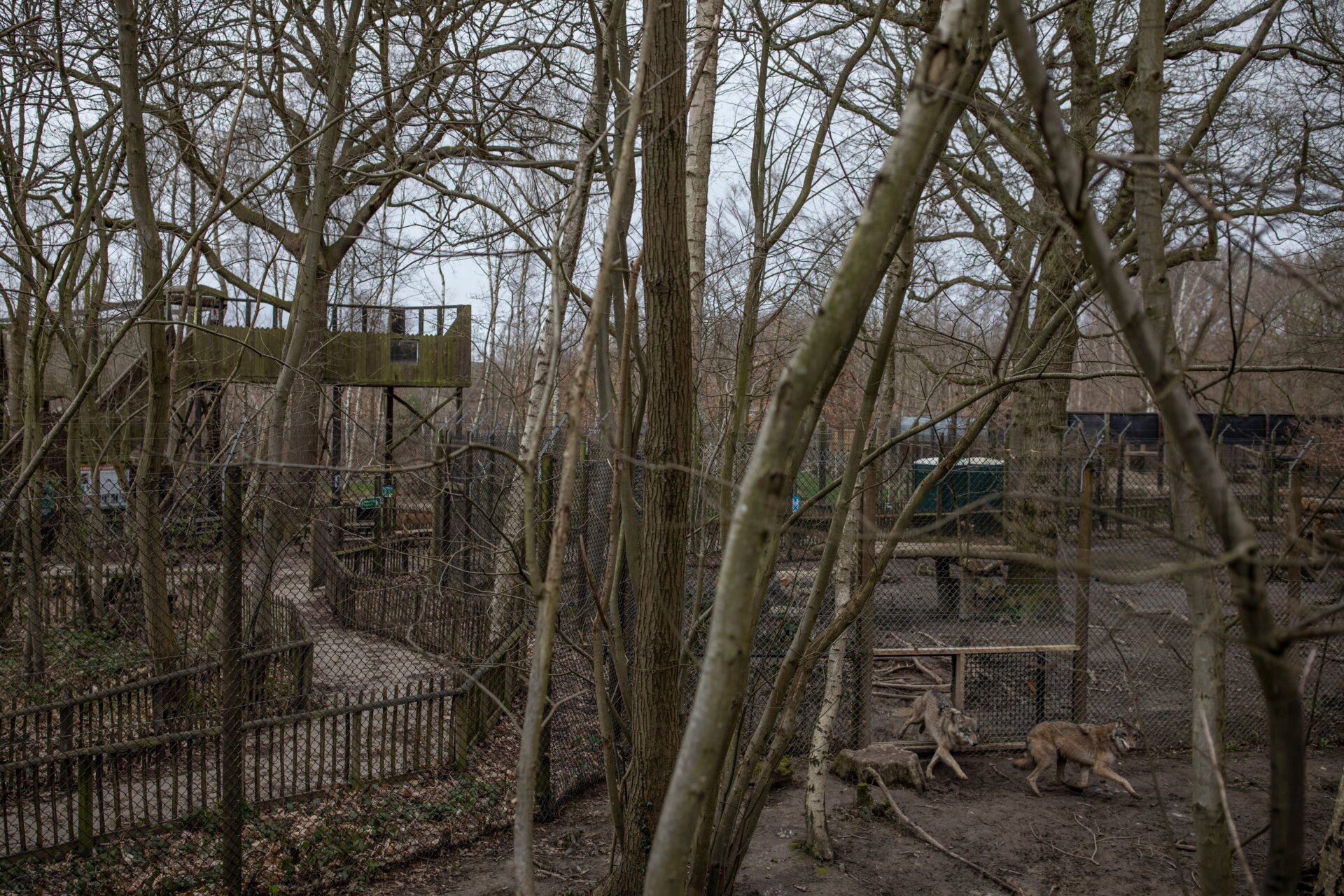 Wolves in their enclosure at Wildwood.