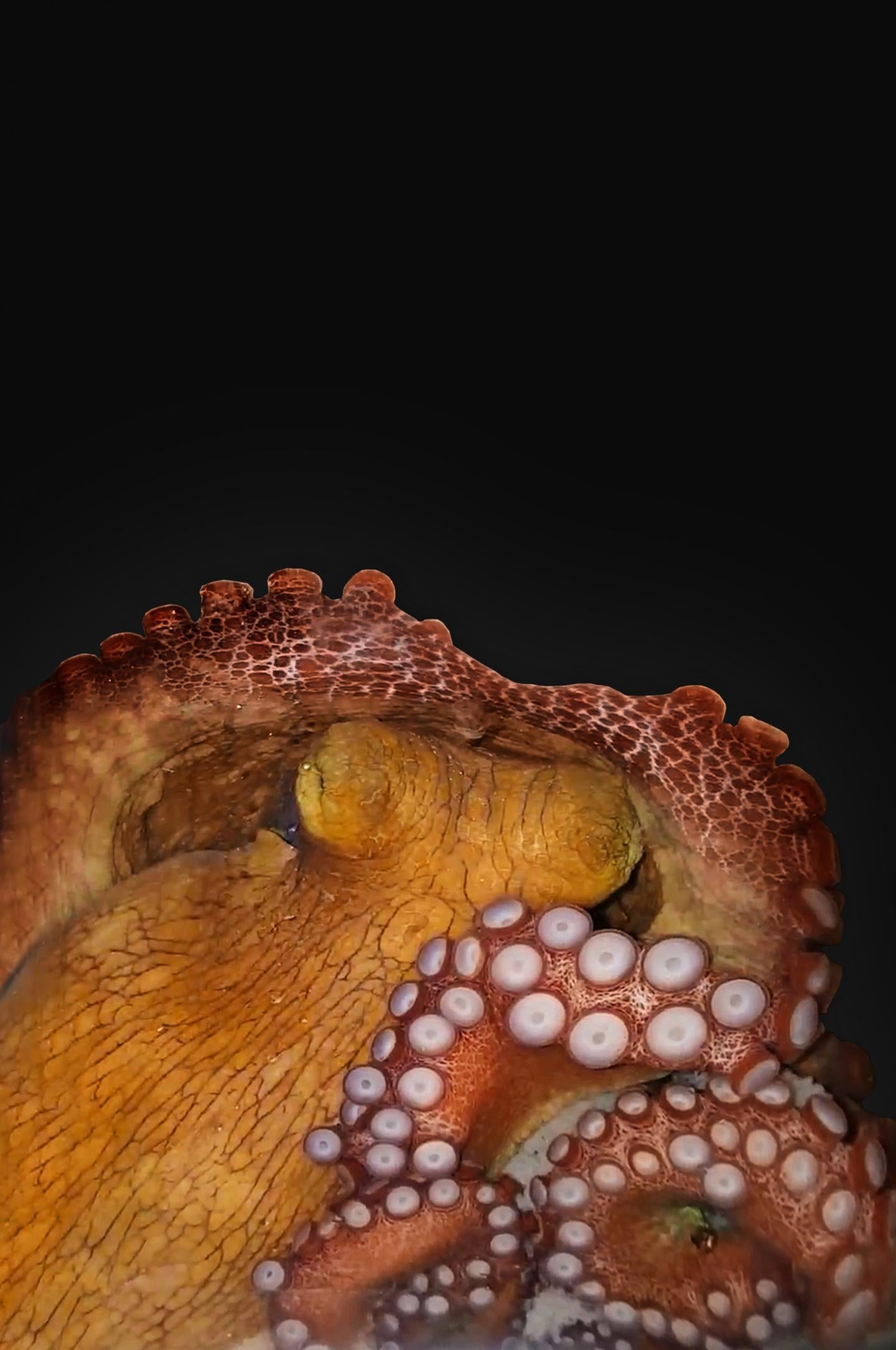 An octopus during active sleep. 