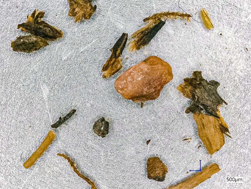 A microscopic view of twigs and moss from the dirt sample.