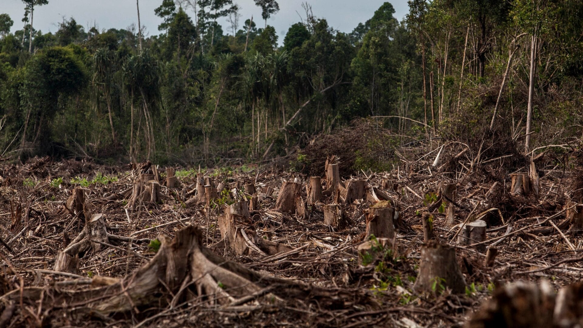 A 2004 photo of recently deforested land in Riau province, Sumatra, Indonesia.