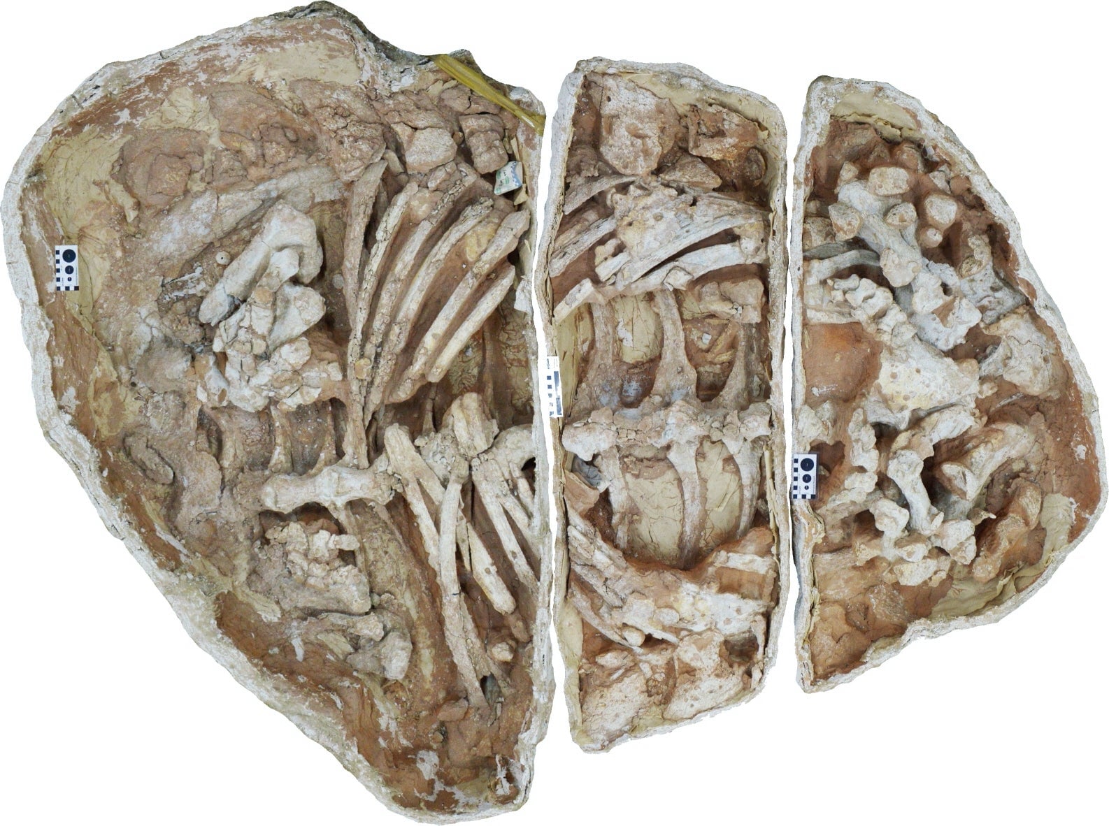 The articulated ankylosaur remains.