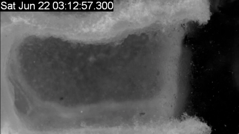 Gif: P. Siefert et al., 2020/PLOS One/Gizmodo