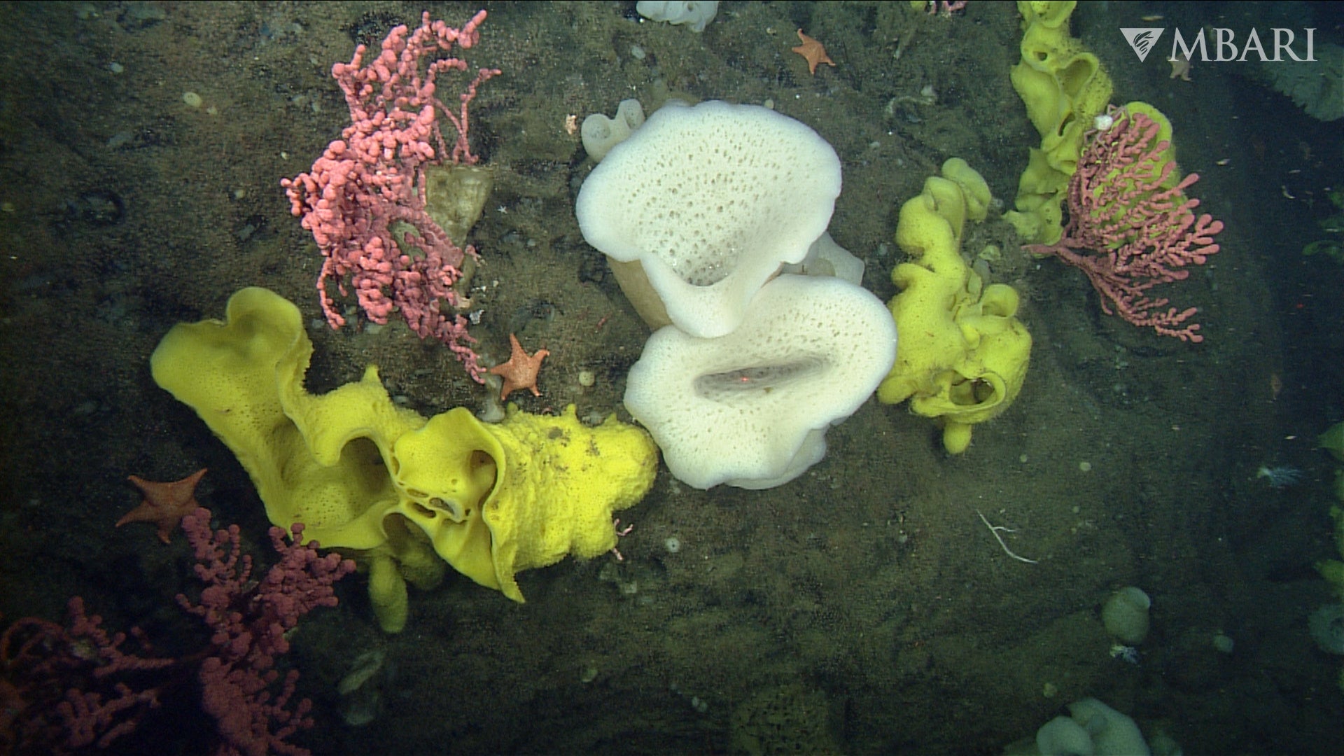 An assortment of sponges and coral that call Sur Ridge home.