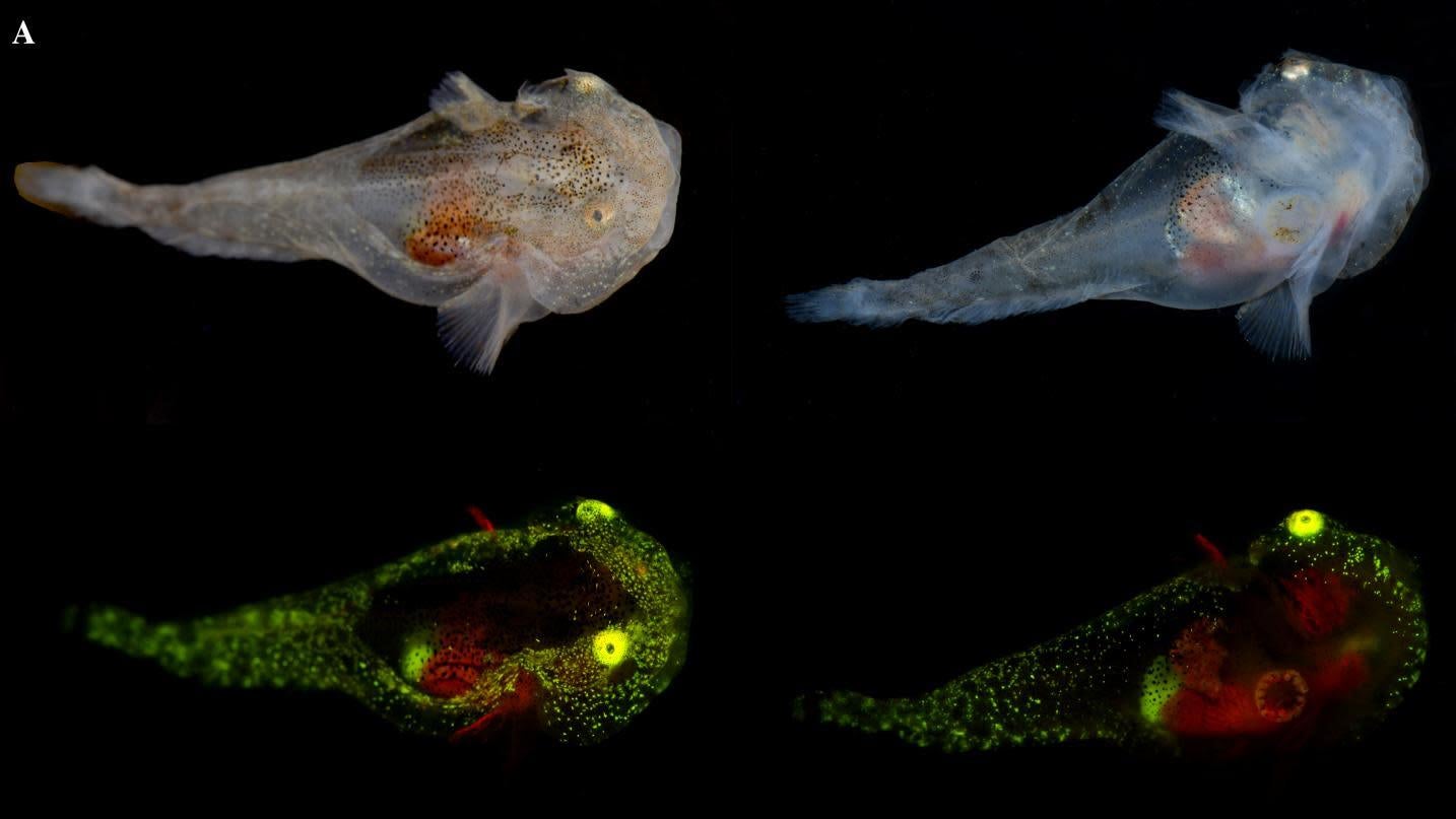 A juvenile Liparis gibbus imaged under white light (top) and under fluorescent lighting (bottom) conditions.