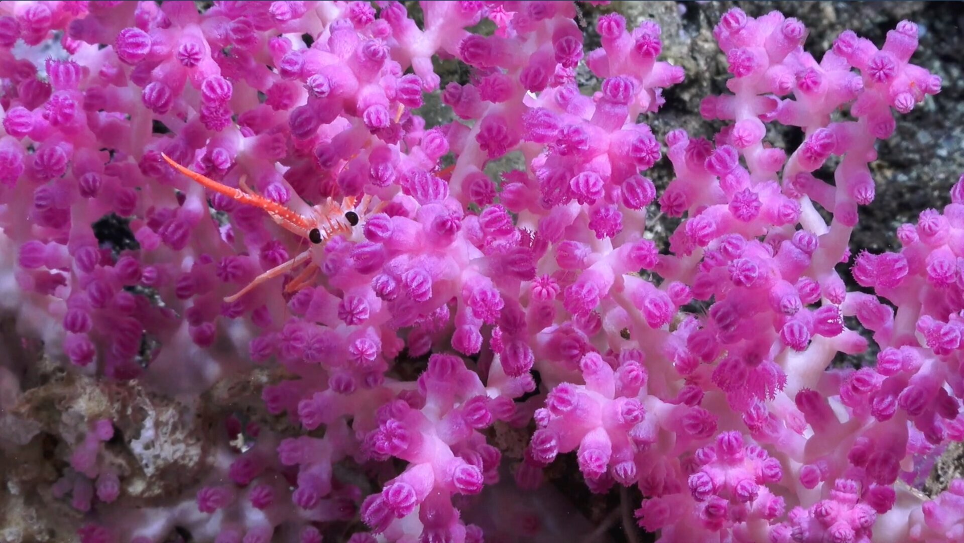 A shrimp hides in an area near where the bacteria were collected.