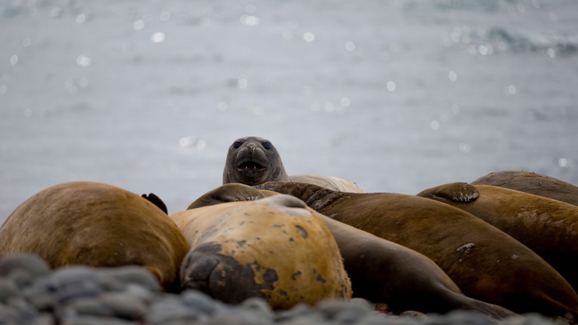 An elephant seals rest on the beach in Robert Island, in the South Shetland Islands archipelago, Antarctica.