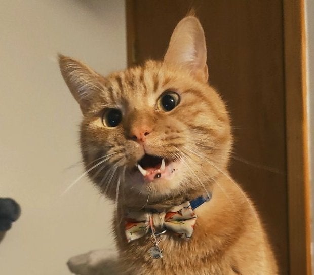 Local cat Cheddar Cara did not respond to a request for comment on this story. 