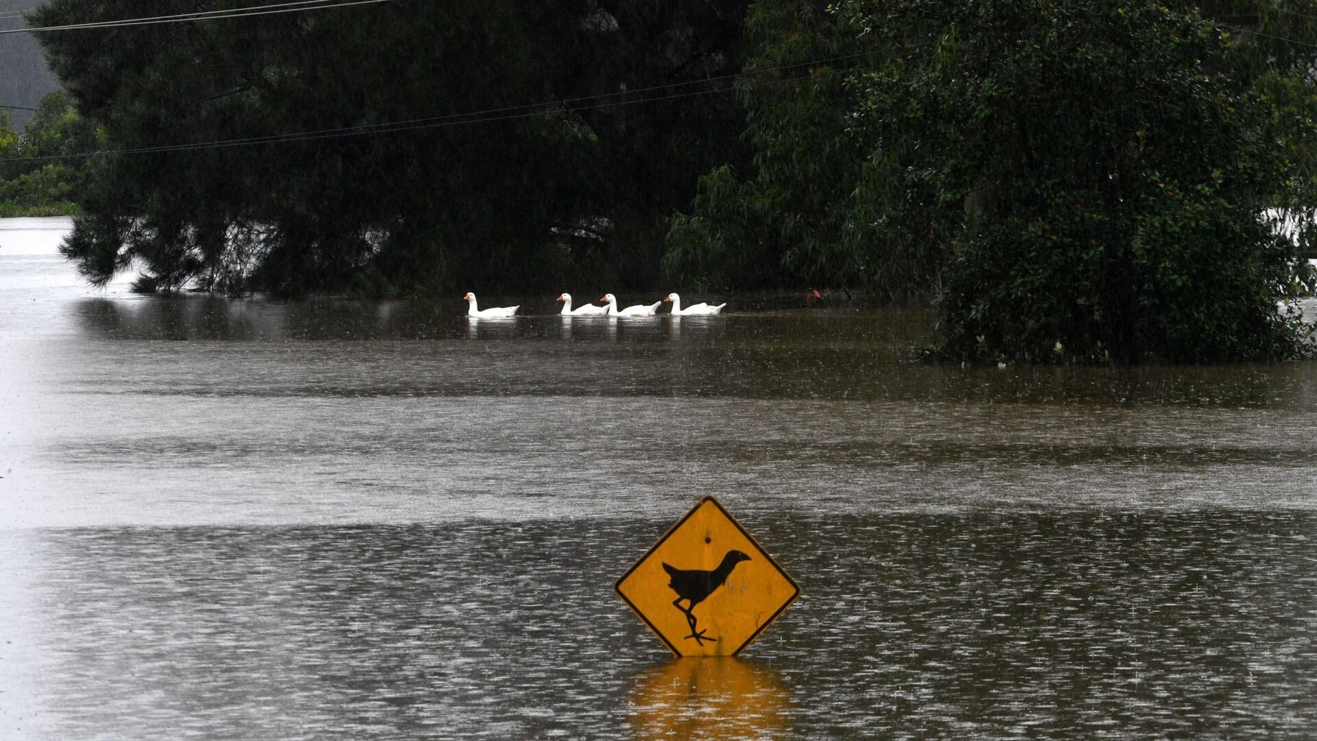 Ducks swim next to a submerged sign in floodwaters in Richmond suburb on March 22, 2021, as Sydney braced for its worst flooding in decades after record rainfall caused its largest dam to overflow and as deluges prompted mandatory mass evacuation orders along Australia’s east coast.