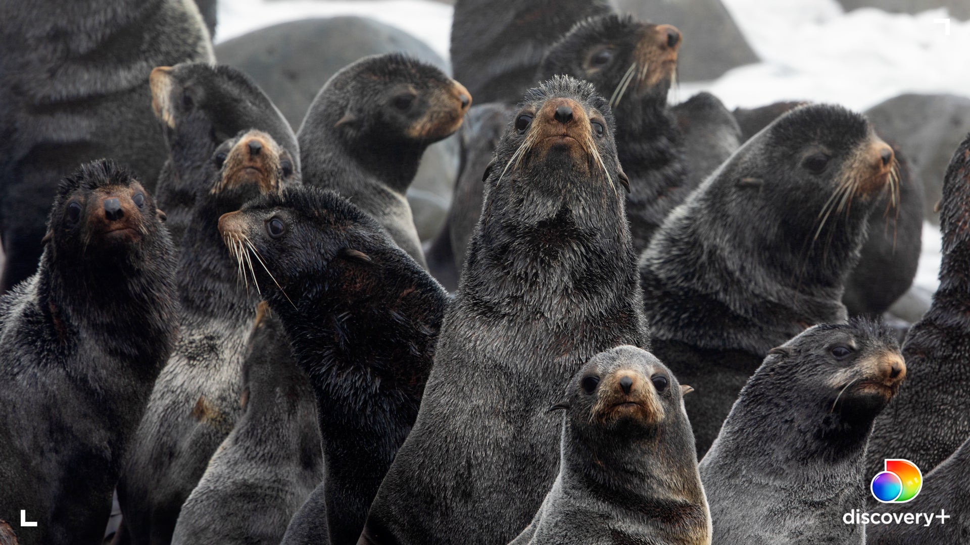 Fur seals on Bogoslof.