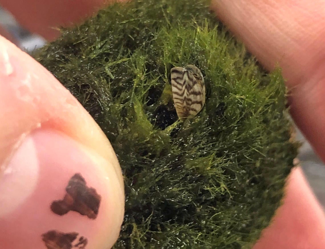A moss ball containing a zebra mussel.