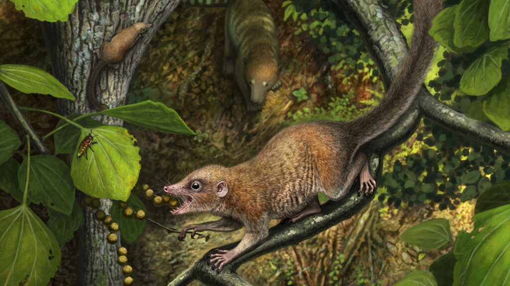 Image: Primates Emerged Almost Immediately After the Dinosaurs Went Extinct, New Research Suggests