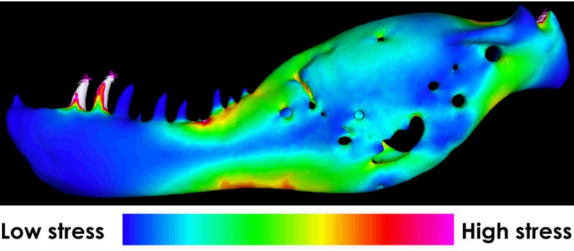 Adult T. rex jaw with biting stress indicated by color.