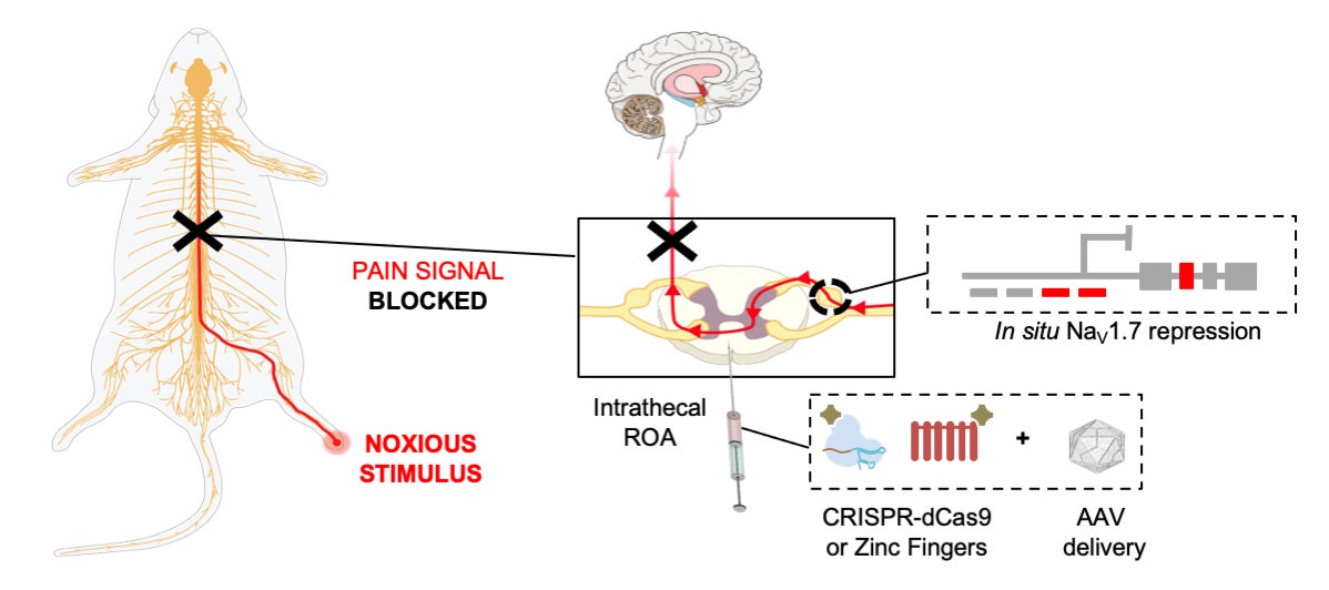 A visual illustration of how the team’s gene therapy is supposed to help suppress chronic pain. 