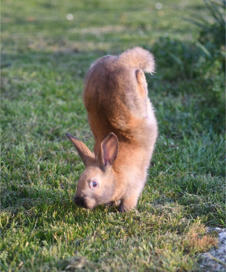 These Mutant Rabbits Walk on Two Legs, and Geneticists Now Know Why