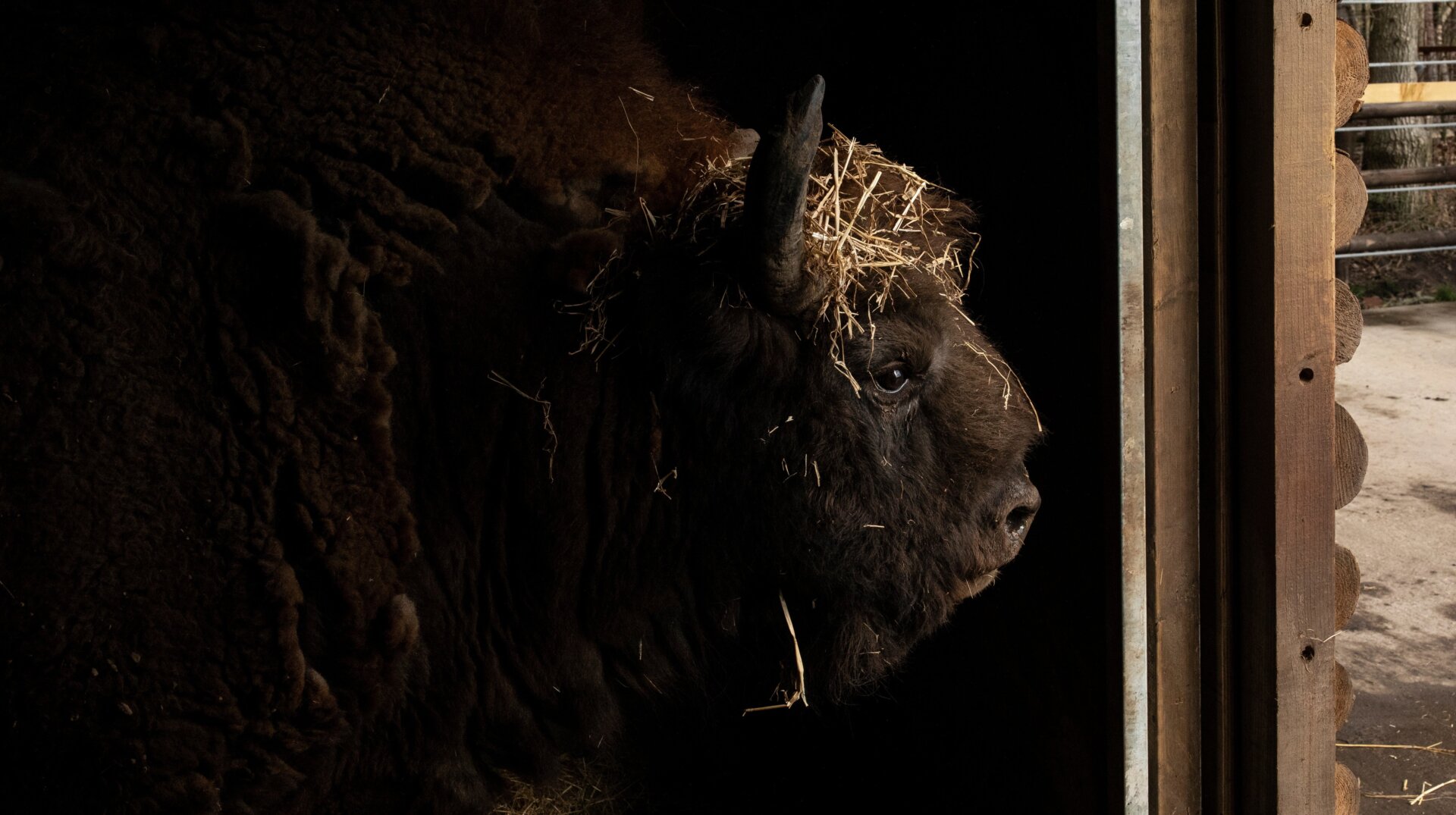 A European Bison looks out of its enclosure at the Wildwood Trust in Kent, England.