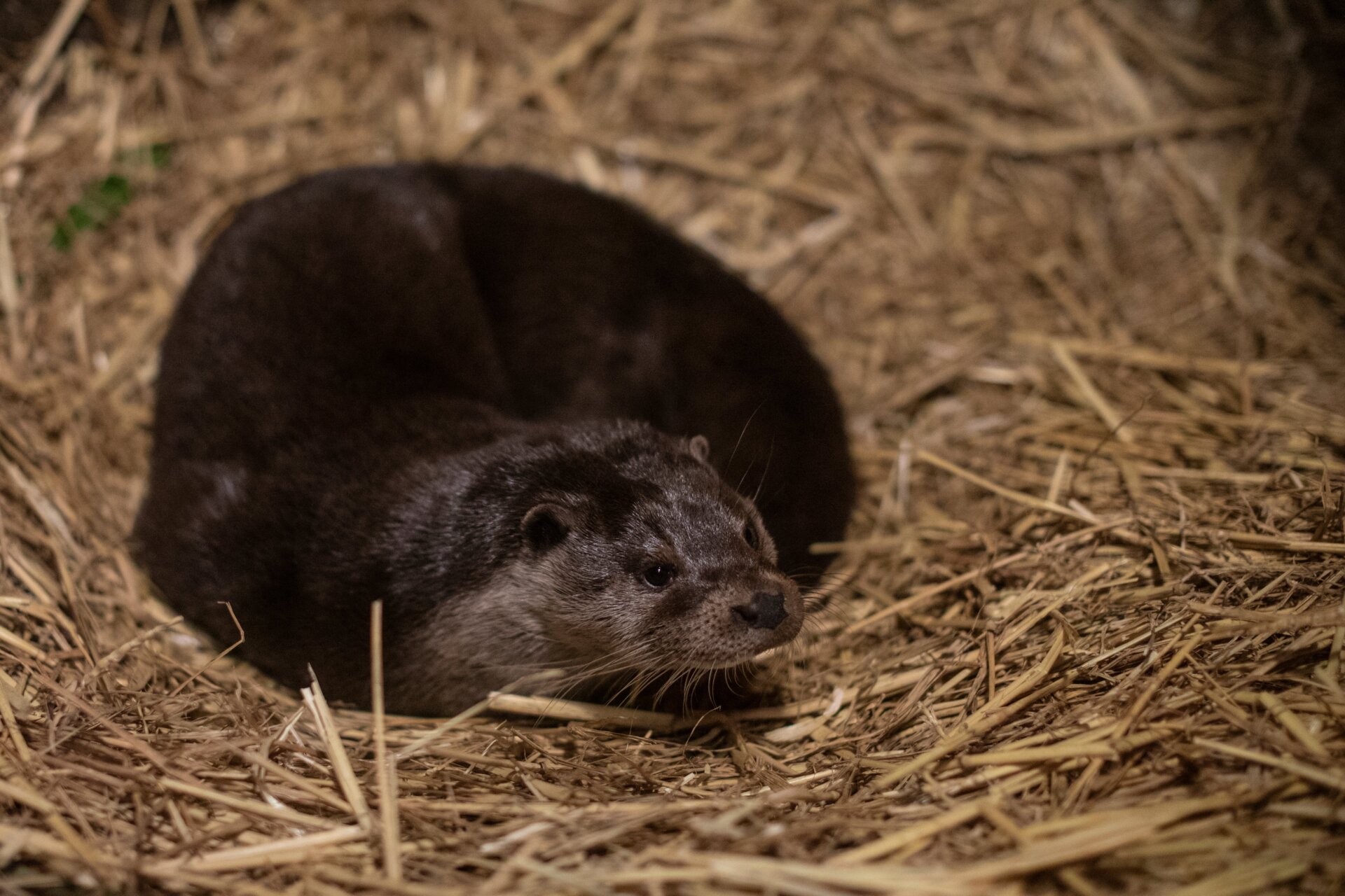 A Eurasian otter at Wildwood. Thetters’ habitat shrunk in the second half of the century due to pesticide use, but have made a comeback in recent years and can now be found across the United Kingdom.