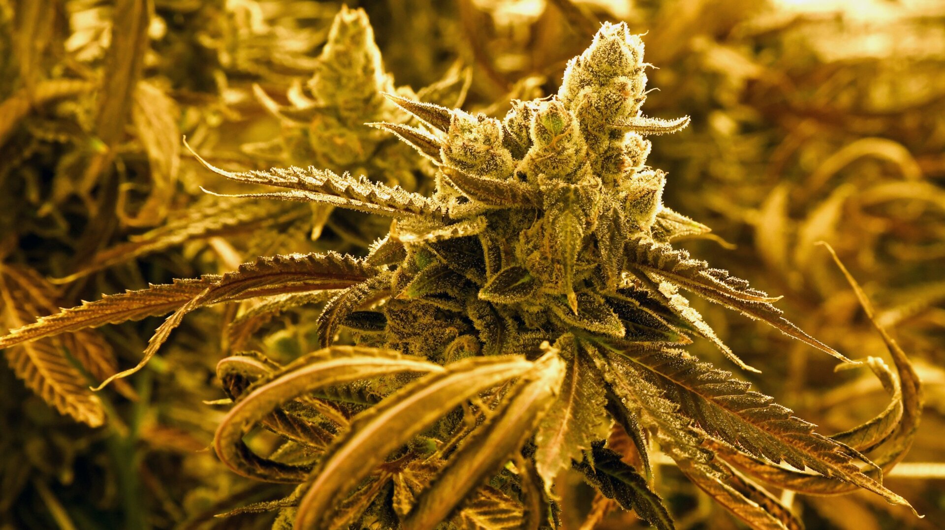 A bud on a growing marijuana plant is shown at Essence Vegas’ 54,000-square-foot marijuana cultivation facility on July 6, 2017 in Las Vegas, Nevada.